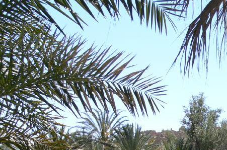 Een oase tussen de palmen mooi groen gras voor de beesten. 